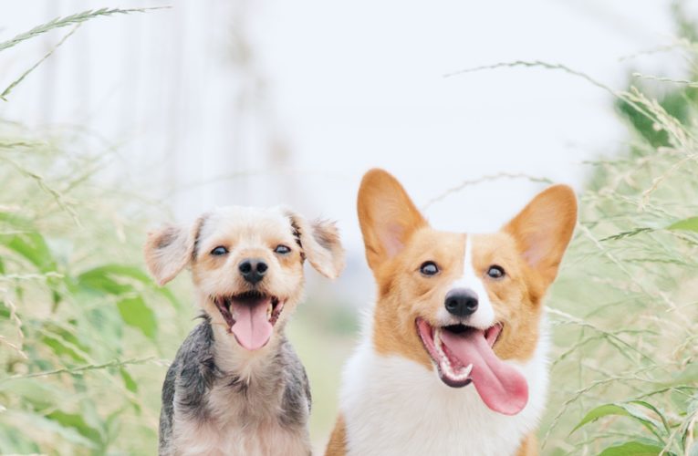 Preventing Home Dog Fights in The Hague